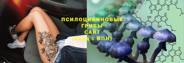 стаф Верея